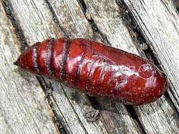 Attēlu rezultāti vaicājumam “Noctua pronuba”