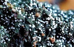 Attēlu rezultāti vaicājumam “Coenogonium pineti”