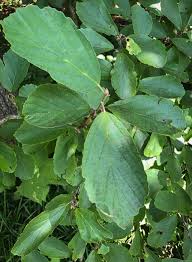 Attēlu rezultāti vaicājumam “Hamamelis vernalis leaf”