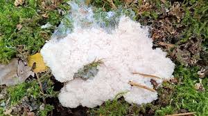 Attēlu rezultāti vaicājumam “Brefeldia maxima plasmodium”