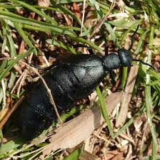 Attēlu rezultāti vaicājumam “Meloe sp.”