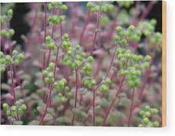 Image result for Aichryson