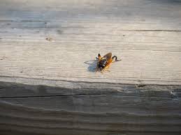 Attēlu rezultāti vaicājumam “Rabdophaga degeeri”