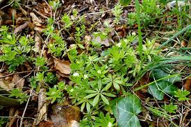 Attēlu rezultāti vaicājumam “Galium odoratum bud”