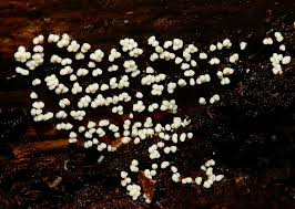 Attēlu rezultāti vaicājumam “Hemitrichia lutescens”