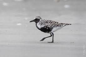 Attēlu rezultāti vaicājumam “Pluvialis squatarola”