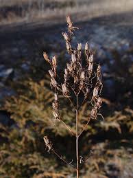 Attēlu rezultāti vaicājumam “Hypericum perforatum fruit”