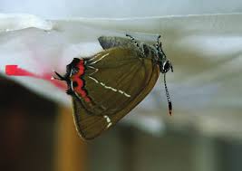 Attēlu rezultāti vaicājumam “Satyrium w-album”