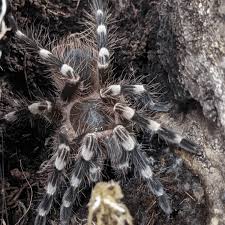 Znalezione obrazy dla zapytania geniculata