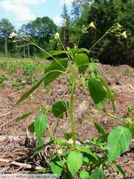 Attēlu rezultāti vaicājumam “Impatiens parviflora”