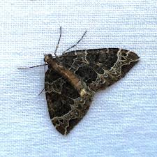 Attēlu rezultāti vaicājumam “Ecliptopera silaceata”