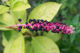 Attēlu rezultāti vaicājumam “Phytolacca acinosa flower”