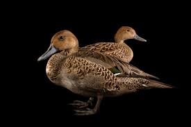 Image result for Anas acuta