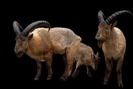 Attēlu rezultāti vaicājumam “Capra juvenile”