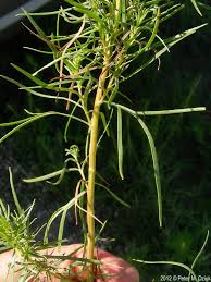 Image result for Artemisia dracunculus