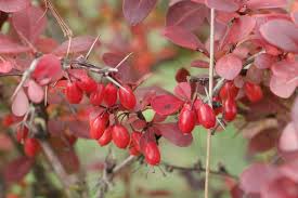 Attēlu rezultāti vaicājumam “Berberis thunbergii fruit”