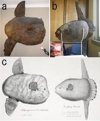 Image result for Mola alexandrini