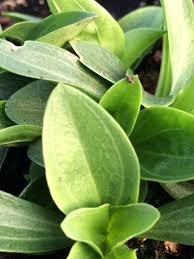 Attēlu rezultāti vaicājumam “Centaurium erythraea leaf”
