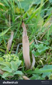 Attēlu rezultāti vaicājumam “Clavaria fumosa”