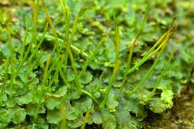 Attēlu rezultāti vaicājumam “Dichodontium pellucidum sporophyte”