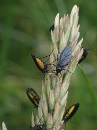 Attēlu rezultāti vaicājumam “Sciara analis”