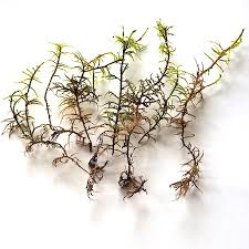 Attēlu rezultāti vaicājumam “Hylocomiastrum umbratum”