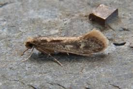 Attēlu rezultāti vaicājumam “Phyllonorycter platanoidella”