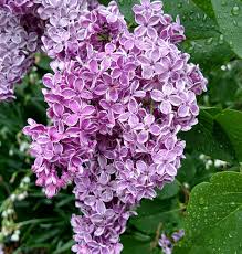 Attēlu rezultāti vaicājumam “Syringa vulgaris flower”