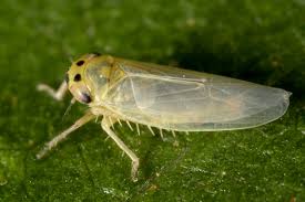 Attēlu rezultāti vaicājumam “Macrosteles sp.”