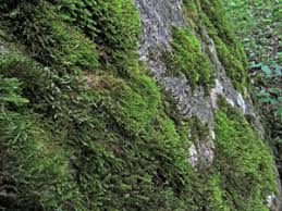 Attēlu rezultāti vaicājumam “Leskea polycarpa macro”