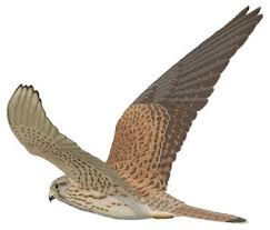 Attēlu rezultāti vaicājumam “Falco tinnunculus adult”
