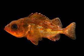 Image result for Sebastes