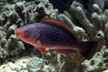 Image result for Scarus niger