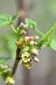 Attēlu rezultāti vaicājumam “Ribes uva-crispa flower”