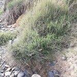 Attēlu rezultāti vaicājumam “Danthonia decumbens fruit”