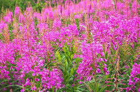 Image result for Weidenröschen