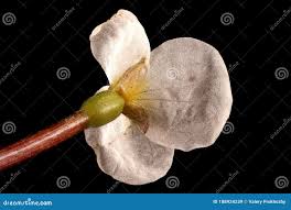 Attēlu rezultāti vaicājumam “Hydrocharis morsus-ranae bud”