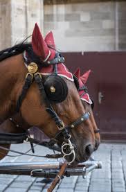 Image result for scheuklappen