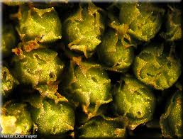 Attēlu rezultāti vaicājumam “Lophozia incisa”