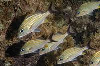 Image result for Haemulon carbonarium