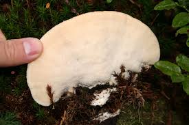 Attēlu rezultāti vaicājumam “Climacocystis borealis”