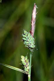 Attēlu rezultāti vaicājumam “Carex dioica male flower”