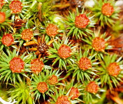 Attēlu rezultāti vaicājumam “Polytrichum juniperinum”