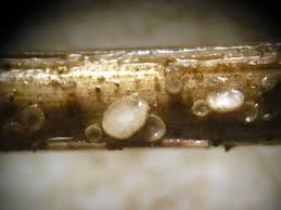 Attēlu rezultāti vaicājumam “Lachnum corticale”