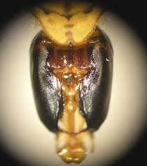 Attēlu rezultāti vaicājumam “Vespula germanica male”