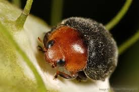 Image result for Cryptolaemus