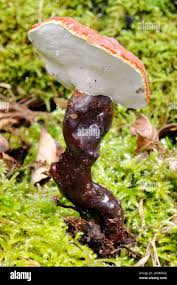 Attēlu rezultāti vaicājumam “Ganoderma lucidum”