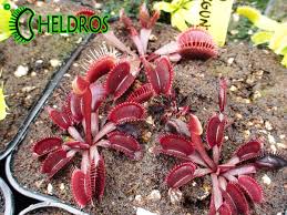 Attēlu rezultāti vaicājumam “Diachea muscorum”