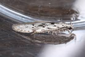 Attēlu rezultāti vaicājumam “Carpatolechia proximella”