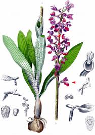 Attēlu rezultāti vaicājumam “Orchis mascula”